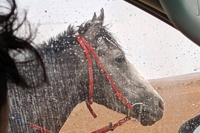 2 Hour Trail Ride to Little Petra-Morning or Sunset - Nabatean carved water channels and steps—what you’ll actually see
