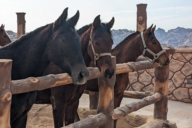 2 Hour Trail Ride to Little Petra-Morning or Sunset - Meet your horses at Mountain Horse Stables (and get safety set)