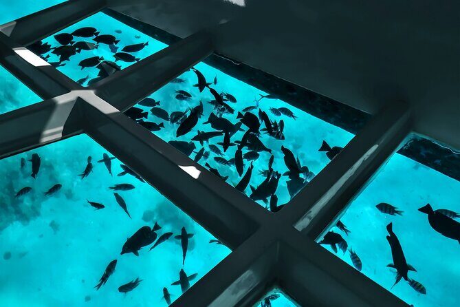 2 To 5 Hours Glass Bottom Boat Private Tour At Read Sea - Glass-Bottom Views Over Aqaba’s Red Sea