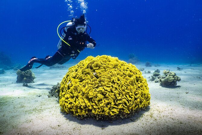 2 To 5 Hours Glass Bottom Boat Private Tour At Read Sea - Logistics You Should Know Before You Arrive