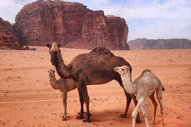 4-Days Tour of Jerash, Petra, Wadi Rum & Dead Sea from Amman - Jeep Tour in Wadi Rum and Aqaba’s Red Sea Side Trip