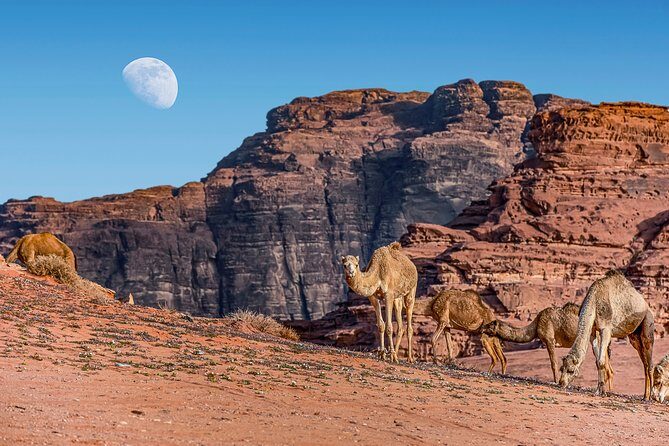 4-Night Private Jordan Classic Tour: Petra, Dead Sea, and Wadi Rum - Day 5: a straightforward airport transfer