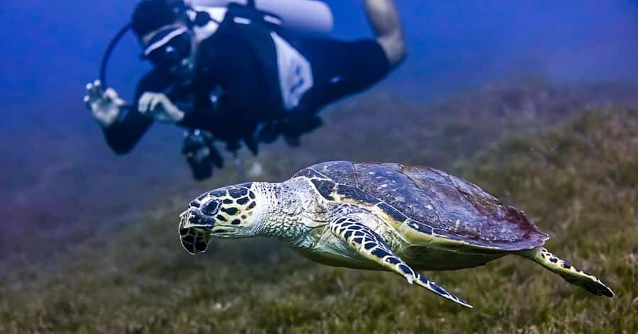 Explore Aqaba's Depths: Scuba Diving Tour, with Hotel Pickup - Rules That Keep the Water Healthy and Your Trip Smooth
