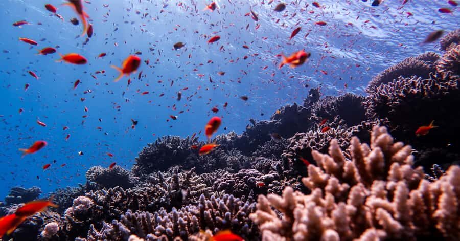 Explore Aqaba's Depths: Scuba Diving Tour, with Hotel Pickup - Who This Is For (and Who Should Skip It)