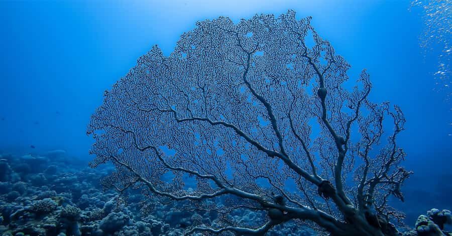 Explore Aqaba's Depths: Scuba Diving Tour, with Hotel Pickup - Price and Logistics: Is $66 a Good Deal?