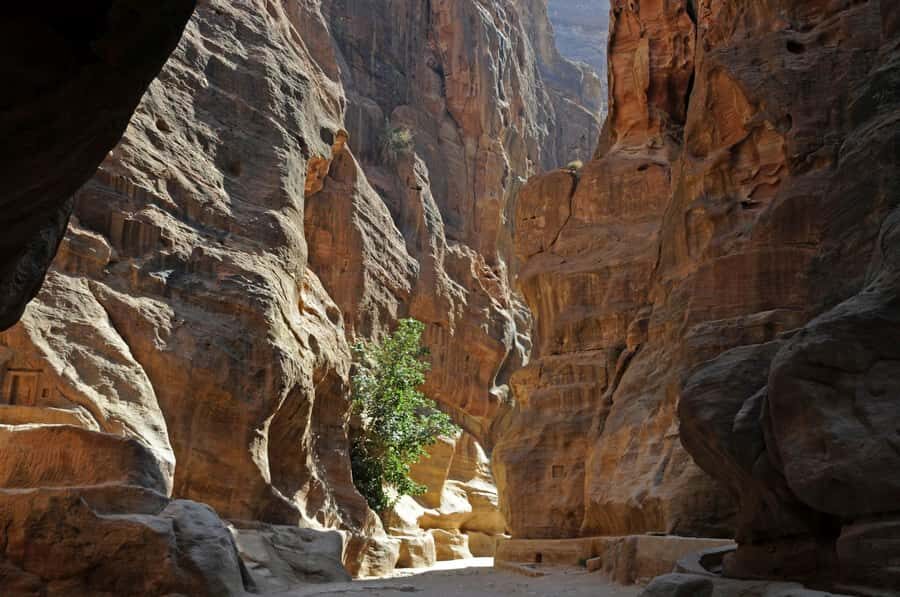 From Amman: Full-Day Private or Group Tour to Petra - Lunch, Water, and Wi‑Fi: The Comfort Details That Pay Off