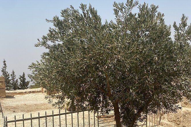 From Amman: Group Day Tour Madaba Mount Nebo & Dead Sea to Amman - Stop 3: Dead Sea region timing, 5-star day-use lunch, and your floating decision