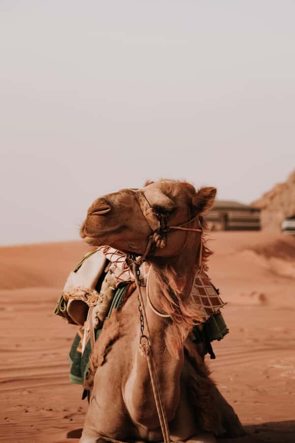 From Amman: Private or sharing Petra &Wadi Rum Full day Tour - Morning in Petra: Siq, Treasury first look, and beyond