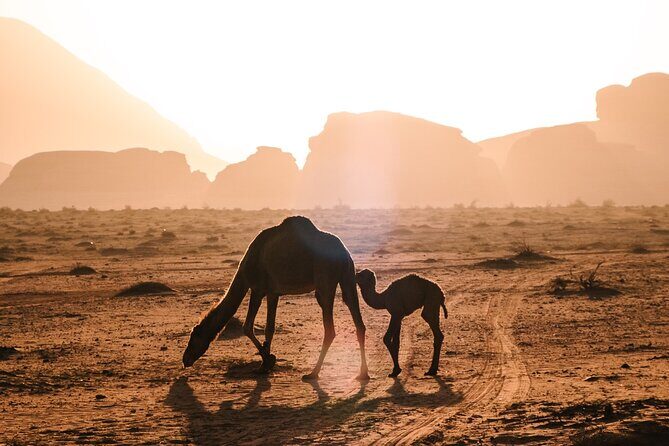 Full day Jeep Tour in Wadi Rum desert - Lawrence’s House and the rock-bridge style climbs