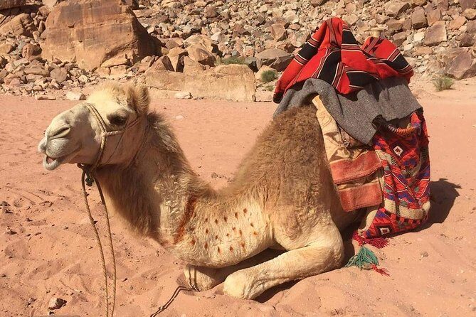 One Day Wadi Rum from Aqaba - Getting there from Aqaba: a 1:00 pm start that makes sense