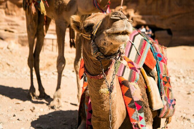Petra Highlight Tour with Private Guide Sami Nawafleh | 2.5 Hours - Price and value: is $120 per group worth it?