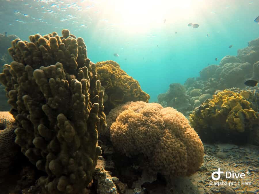 Pivate scuba diving in the Red Sea of Aqaba - Beginner Flow: Skills, Signs, Shallow Water, Then Reefs