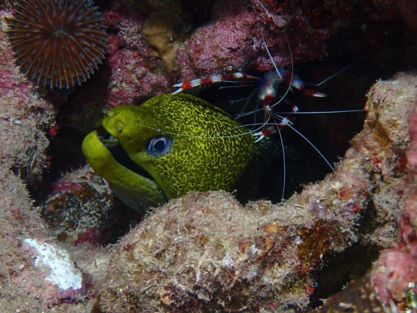 Pivate scuba diving in the Red Sea of Aqaba - What You’ll See: Coral Reefs and the Cider Pride Wreck