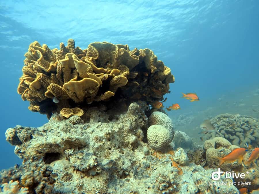 Pivate scuba diving in the Red Sea of Aqaba - Price and Value: What $54 Gives You