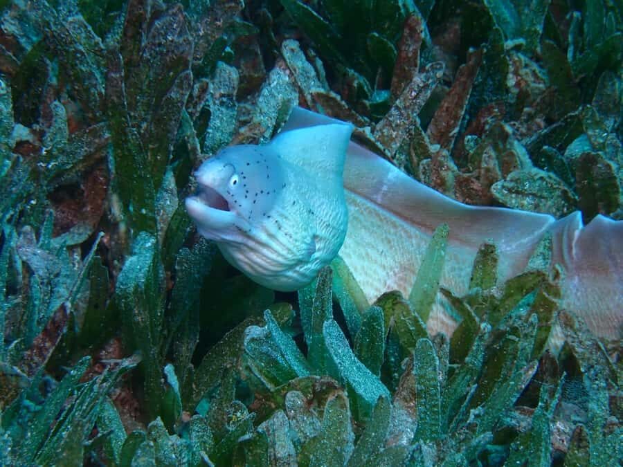 Pivate scuba diving in the Red Sea of Aqaba - What Makes the Guides Work: Patient, Reassuring, Professional