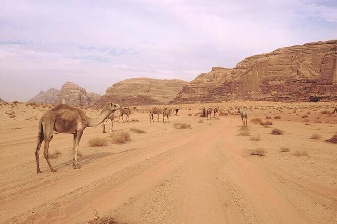 Private 1 Day Wadi Rum Desert Tour - Private 4x4 canyon time: pink rock, ocher sand, and real movement