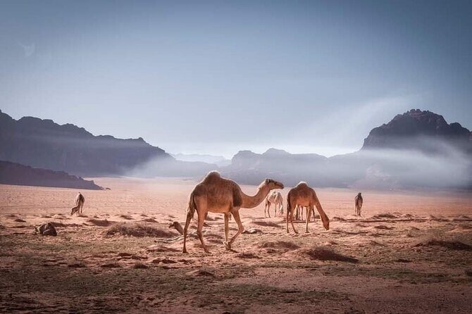 Private 5-Day Tour in Jodan - A smart 5-day Jordan loop that saves your energy