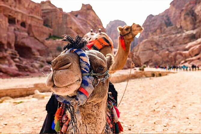 Private Departure Transfer: Petra Hotels to Amman Airport - Timing matters: 24/7 service and traffic-aware planning for Queen Alia