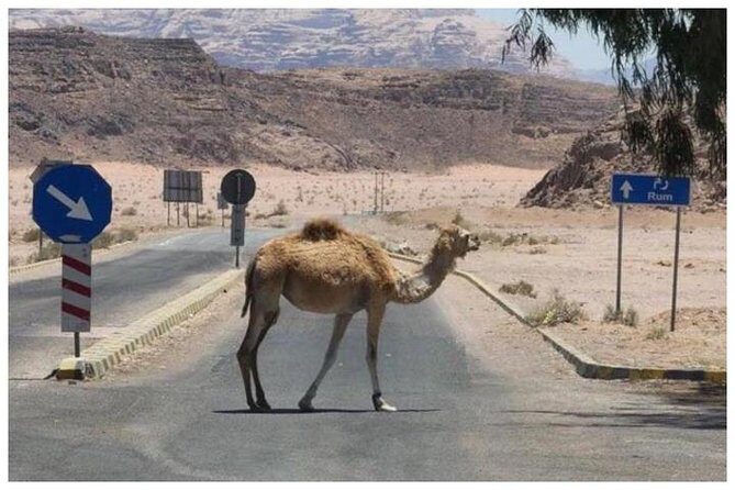 Private transfer Petra to/from Wadi Rum - Who Should Book This Private Transfer?