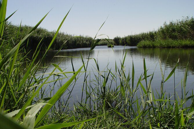 Shaumari Reserve and Azraq Wetland Private Full Day Tour from Amman - Shaumari Wildlife Reserve: Endangered Breeding + Jeep Safari Time