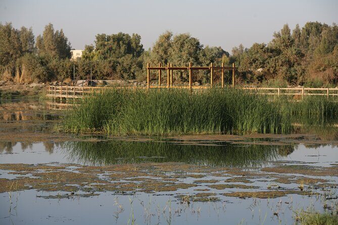 Shaumari Reserve and Azraq Wetland Private Full Day Tour from Amman - Azraq Wetland Reserve: Birding by Blue Pools in the Desert