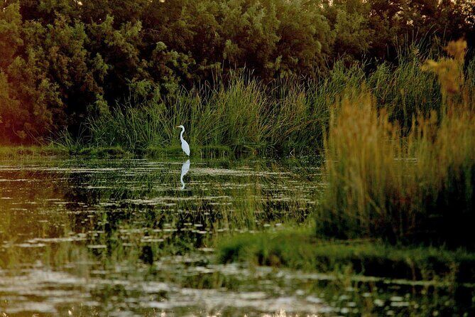 Shaumari Reserve and Azraq Wetland Private Full Day Tour from Amman - Drive Time From Amman: Long Enough to Plan, Short Enough to Enjoy