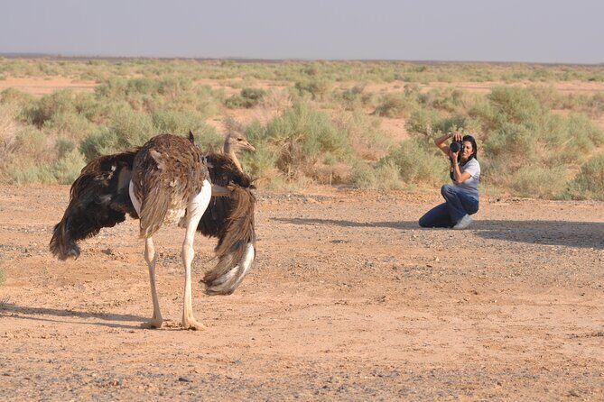 Shaumari Reserve and Azraq Wetland Private Full Day Tour from Amman - Price and Value: What $186.67 Really Buys You
