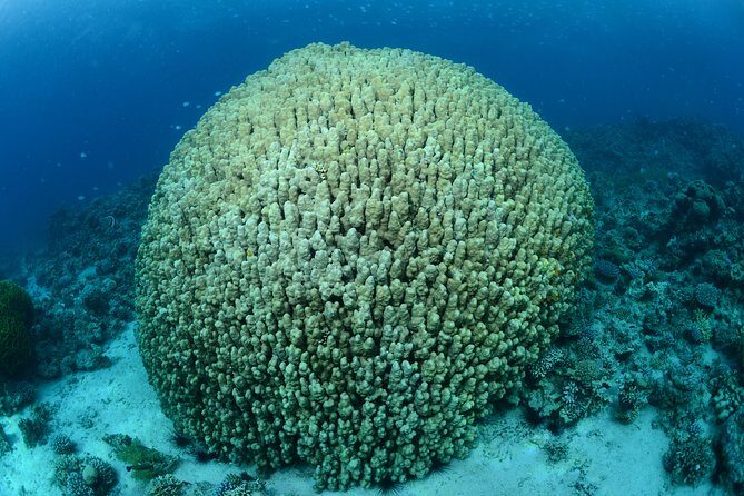 Shore Certified Diving - Two Dives - Practical notes that keep the day smooth