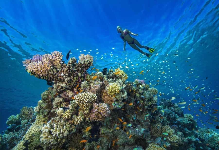 shore dive in red sea with pick up & snacks - Key Highlights You’ll Actually Care About