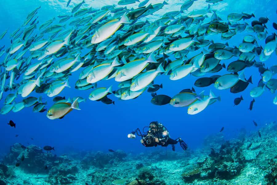 shore dive in red sea with pick up & snacks - Why a Shore-Entry Red Sea Session in Aqaba Is a Smart Choice