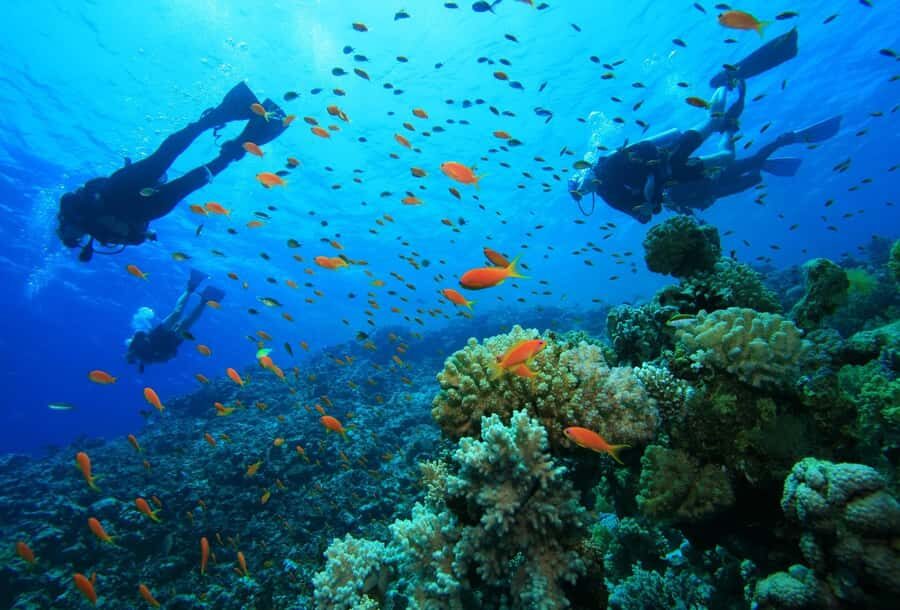 shore dive in red sea with pick up & snacks - The Underwater Terrain: Coral Gardens, Walls, and Wreck Possibilities
