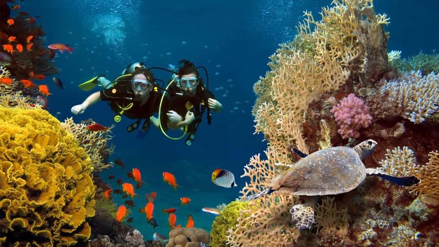 shore dive in red sea with pick up & snacks - Getting There: Pickup, Timing, and What Your Day Looks Like