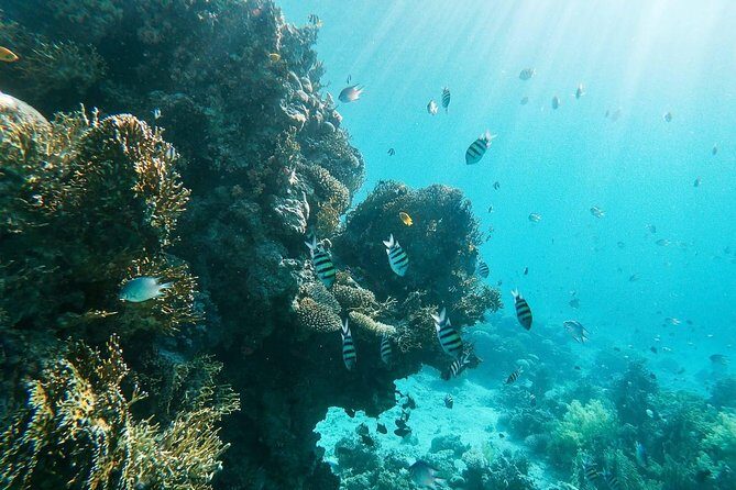 Shore Snorkeling - Two hours - Price and What You Actually Get for $45