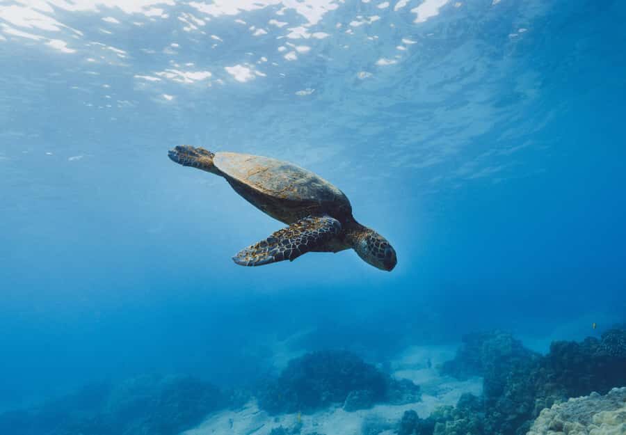 Snorkeling in The Red Sea With Equipment And Free Transfer - Key highlights worth knowing