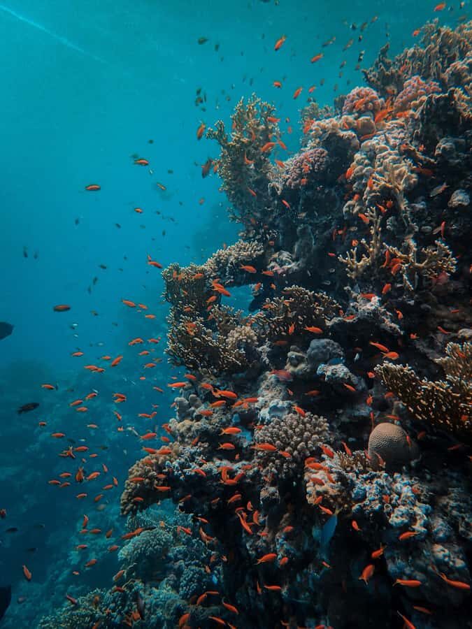 Snorkeling in The Red Sea With Equipment And Free Transfer - Snorkeling kits included: what you bring, and how to get comfortable fast