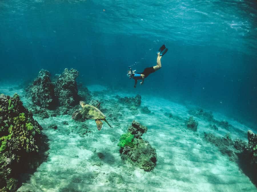 Snorkeling in The Red Sea With Equipment And Free Transfer - Guides and language support: Rayan, Mohammad, and Mohammad Asad