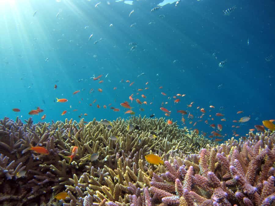 Snorkeling in The Red Sea With Equipment And Free Transfer - Price and value at $51: what’s included, what’s extra, and why small groups help