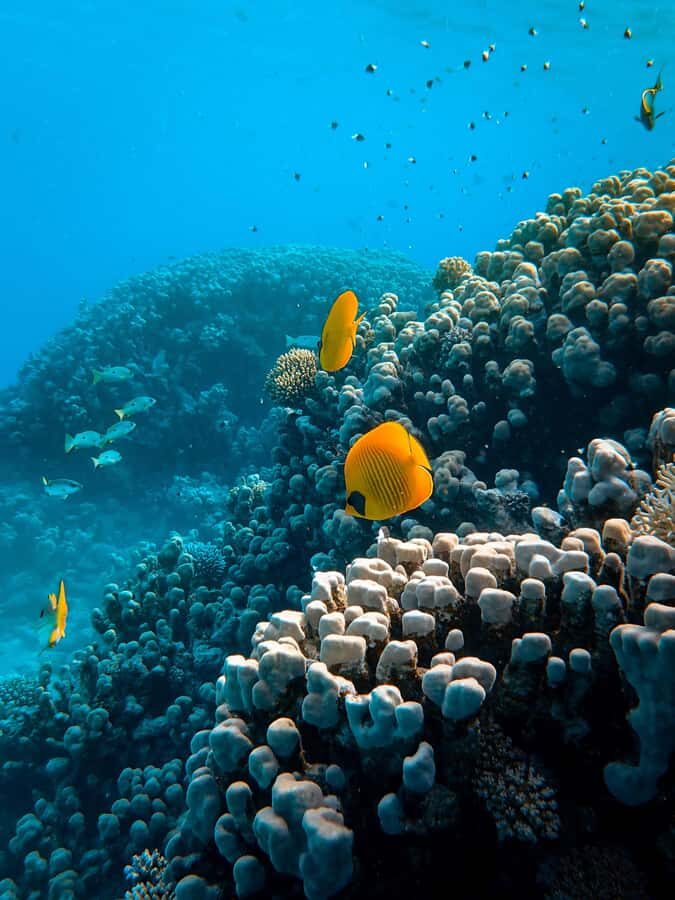 Snorkeling in The Red Sea With Equipment And Free Transfer - 3 hours on the Red Sea: coral, fish, and reported underwater plane and tank