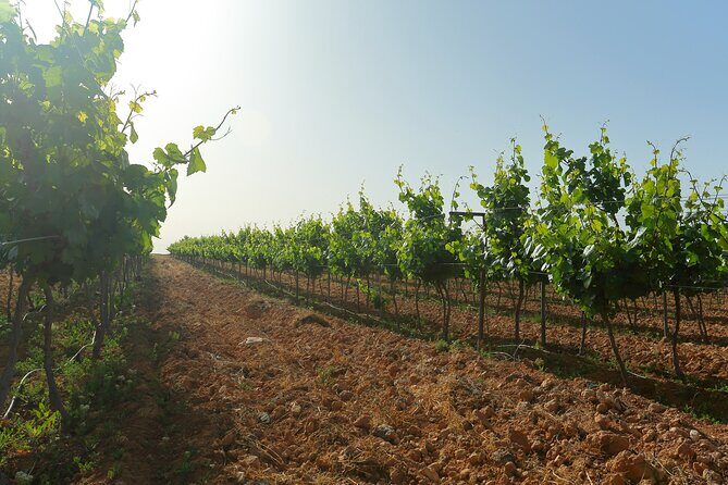 Vineyard Tour in Al Mafraq Governorate - Al Mafraq Governorate vineyards: the scale behind JR wine