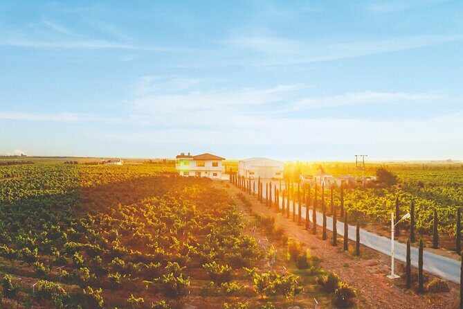 Vineyard Tour in Al Mafraq Governorate - Wine tasting with certified sommelier Mo: learning without sounding like homework