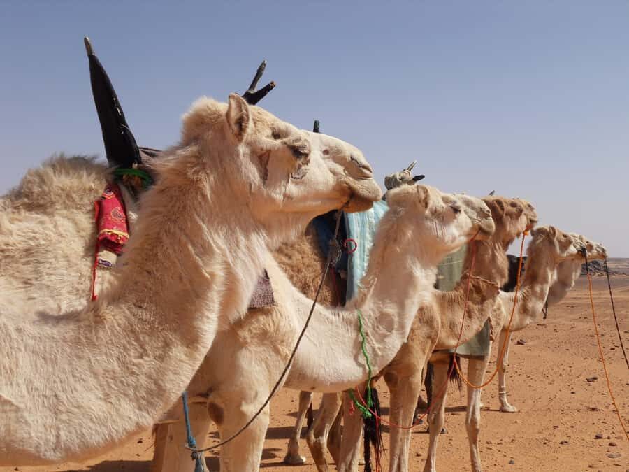 Wadi Rum: 2 Hour Camel Ride at Sunset/Sunrise Overnight - The 20-Minute Jeep Ride That Sets the Tone