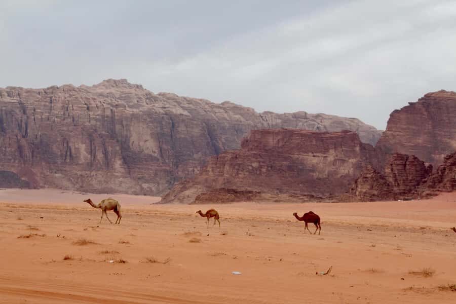 Wadi Rum: 2nights|3Day all-inclusive BedouinDesertExperience - Key moments that make this trip worth your time