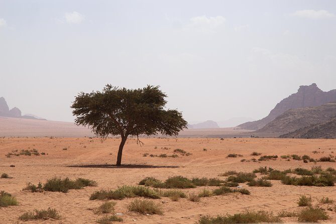 Wadi Rum: 4 Hour Highlights Tour - Meeting Point in Wadi Rum Village: Smooth Start, Easy Finish
