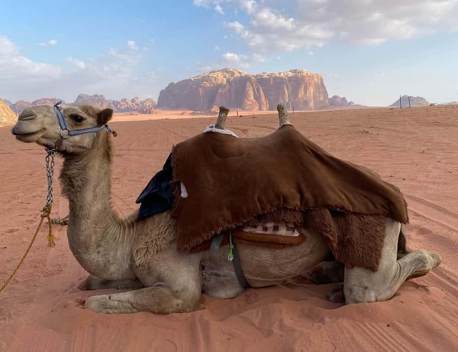 Wadi Rum Classic 4-Hour Jeep Safari - Key things you’ll notice on this Wadi Rum jeep safari