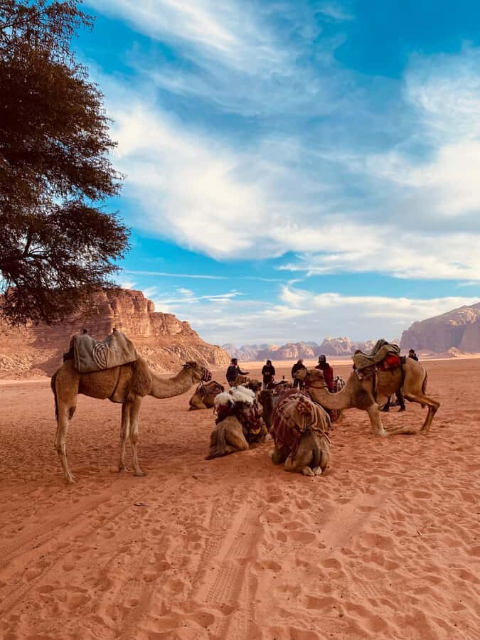 Wadi Rum Classic 4-Hour Jeep Safari - Wadi Rum in a 4-hour slice: what this tour really covers
