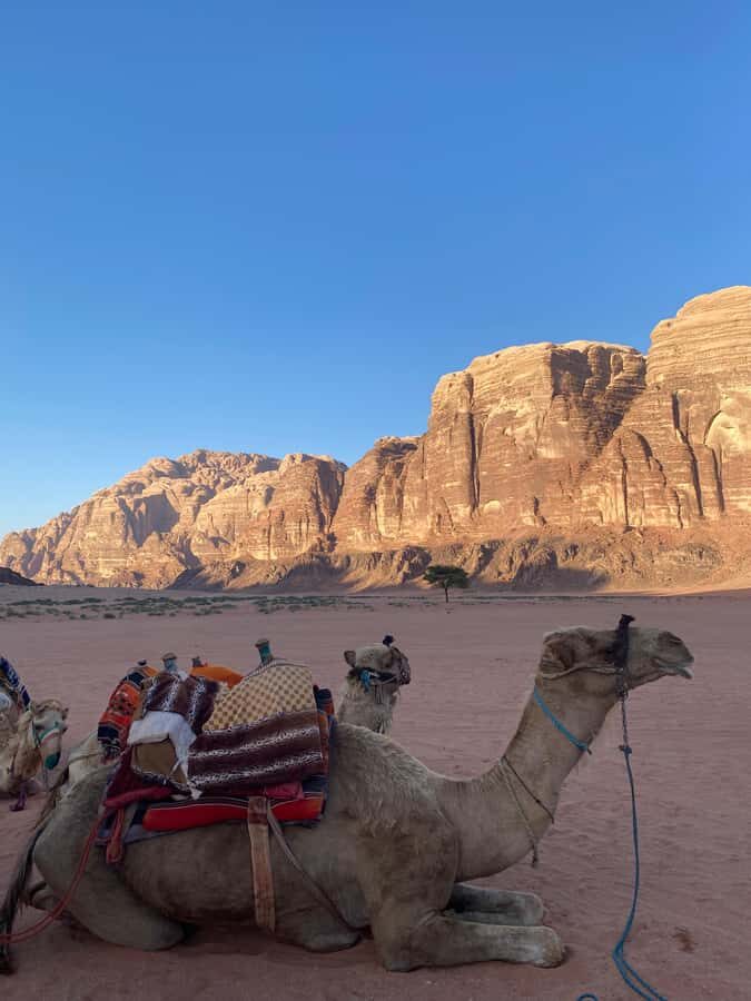 Wadi Rum Classic 4-Hour Jeep Safari - Price and value: what $1.32 per person means (and what to watch)