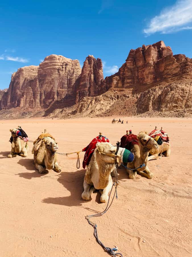 Wadi Rum Classic 4-Hour Jeep Safari - Jeep time across the red desert: how the route feels