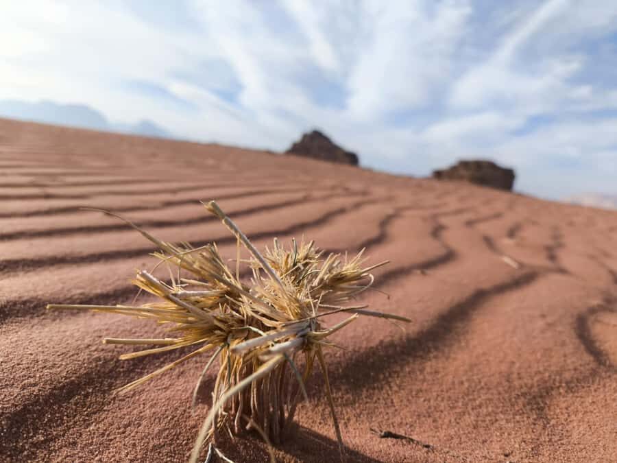 Wadi Rum: Morning or Sunset Jeep Tour - Al Ramal red sand dune: the stop built for climbing and photos